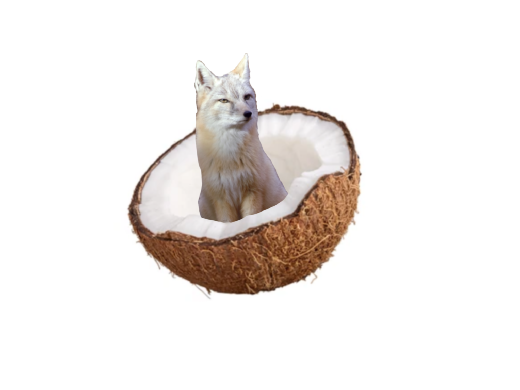 CoconutFox's Profile Picture on PvPRP